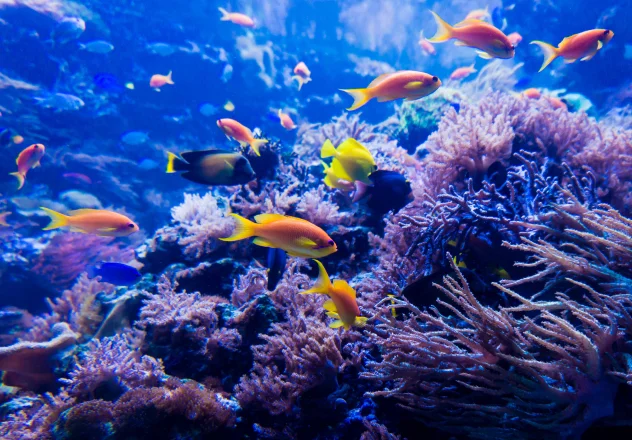 Beautiful underwater world in Raja Ampat